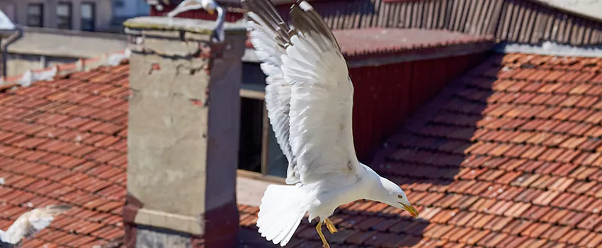 Residential Chimney Animal Removal Solution in Augusta, ME