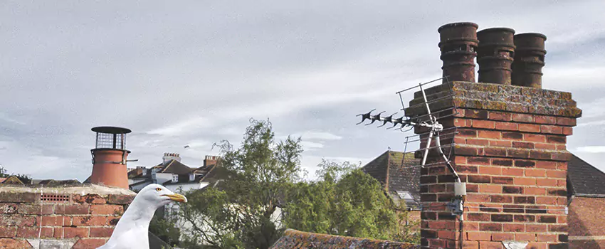 Chimney Cleaning And Restoration in Augusta, Maine